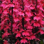 Rose P69-02
