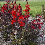 Scarlet Bronze Leaf P69-03