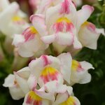 Appleblossom P28.01