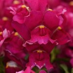 Burgundy P28.02