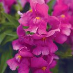 Purple P28.09