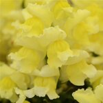 Yellow P28.15 