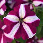 Burgundy star P 21.06