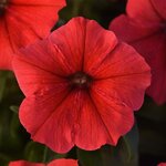 Red P 21.15
