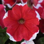 Red picotee P21-17