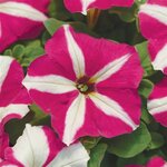 Rose star P 21.21