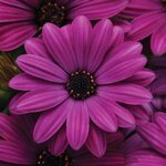 Purple  P12.07
