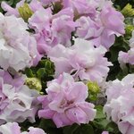 Orchid Mist P 25.05 нет в наличии