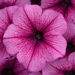 Rose Fusion P19.21 