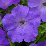 Lavender Sky Blue P19.06 
