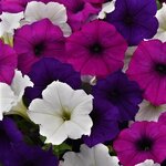 Great Lakes Mix P19.09