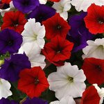 The Flag Mix P19.14