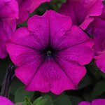 Violet P19.24