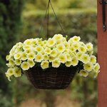 Yellow P19.26 Нет в наличии. Замена на E3 Easy Wave Yellow P18.09