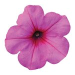 Pink Passion P19.17 