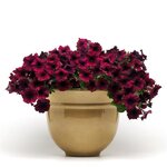 Burgundy Velour P19.04 