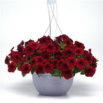 Red Velour P19.20