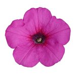 Neon Rose P19.15 