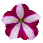Burgundy Star P19.03 
