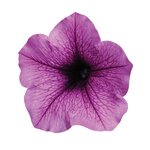 Plum Vein P19.18 