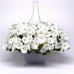 White P19.25 