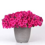 Rose P19-27