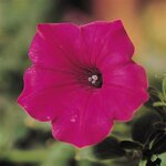 Cherry P24.01