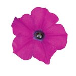 Lavender P41.03