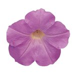 Misty Lilac P41.04