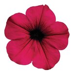 PurpleP41.05 