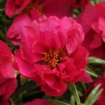 Fuchsia  P82.02