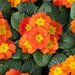 Примула бесстебельная Optic