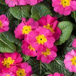 Rose P400-02