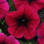 Deep Purple P20.07