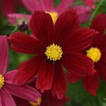 Red Shades P4.05 