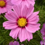 Pink Blush P4.03 
