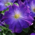 Blue Morn P76-04 
