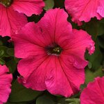 Rose P 23.06
