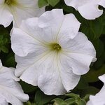 White P 23.07