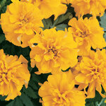Gold P 11.13