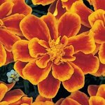 Flame P 111.03