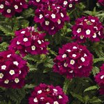Burgundy with Eye P50.19 нет в наличии  