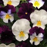Berries 'N Cream P13.09 нет в наличии