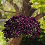 Purple P13.10  