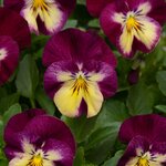 Raspberry Swirl P13-12 нет в наличии