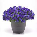 Blue P13.02 нет в наличии