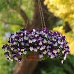 Violet Wing P13.16  нет в наличии