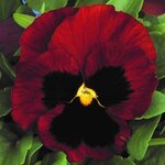 Red Blotch P150-3