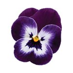 Purple face P38-25  нет в наличии