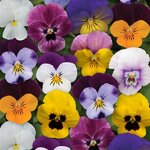 Spring select mix P38-17